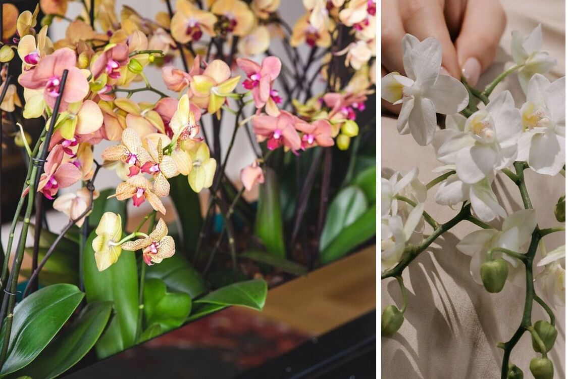 Як правильно доглядати за орхідеями взимку: чи можна поливати та пересаджувати квіти
