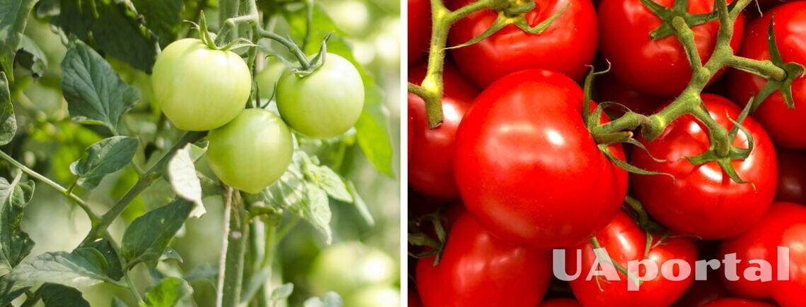 Як сіяти помідори на розсаду взимку, щоб був гарний врожай: маловідомий спосіб
