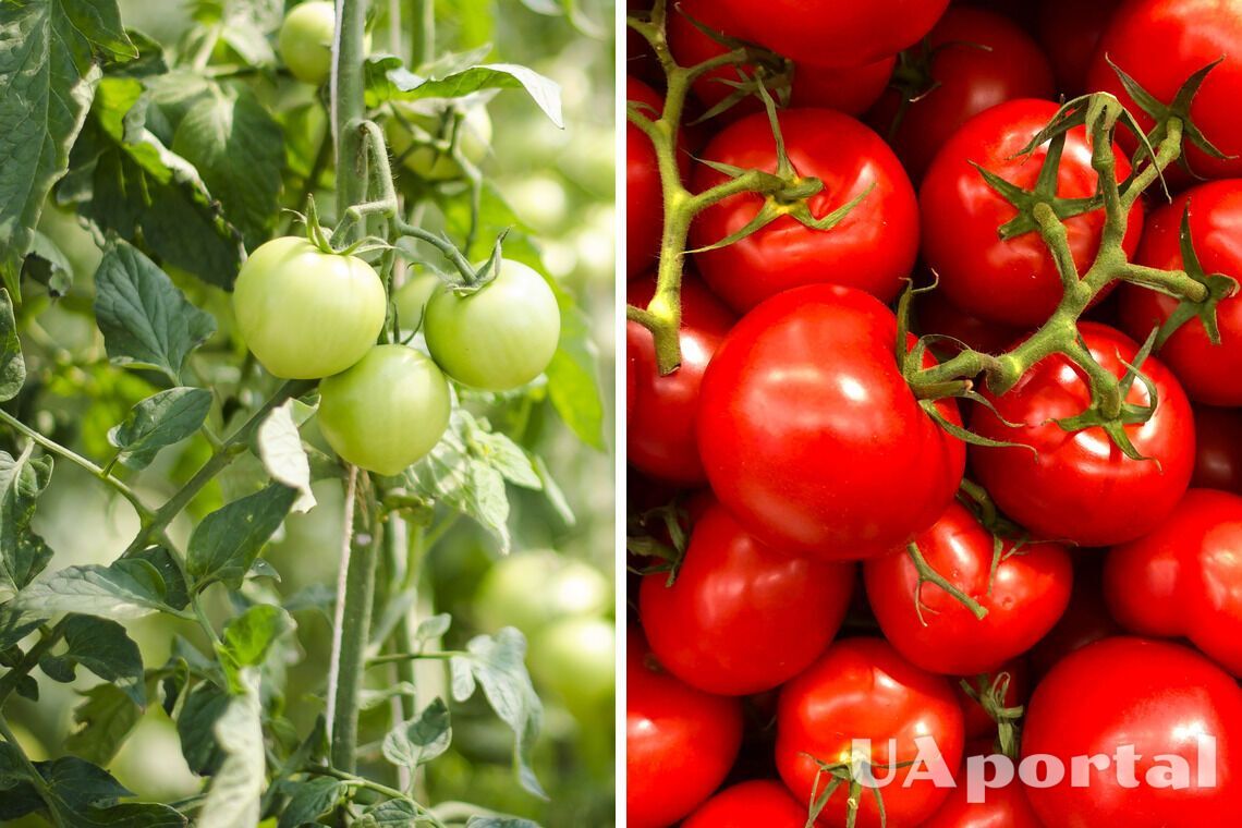 Як сіяти помідори на розсаду на початку зими - коли сіяти помідори