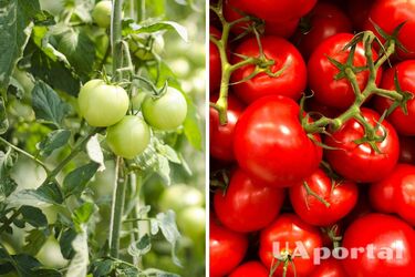 Як сіяти помідори на розсаду на початку зими - коли сіяти помідори