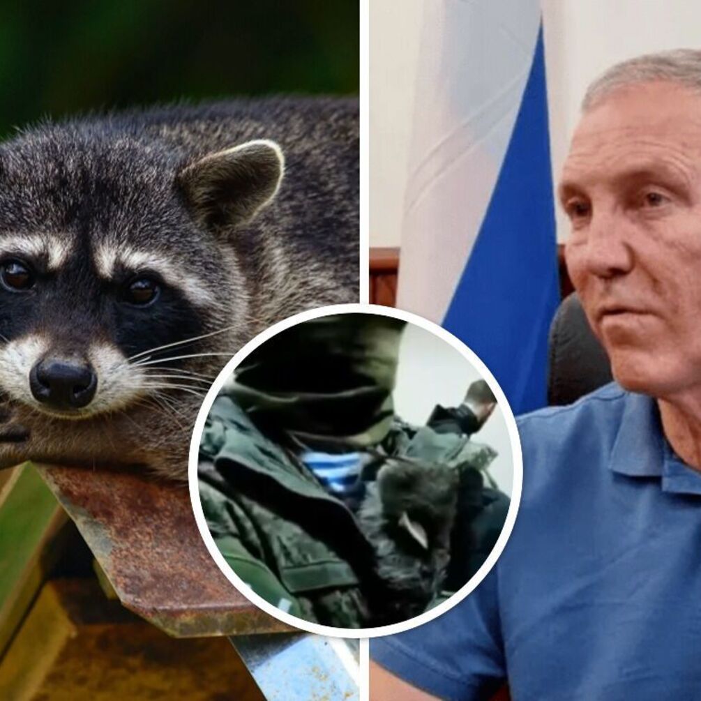 Похищенный оккупантами херсонский енот пытался укусить предателя Сальдо (видео)