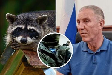 Похищенный оккупантами херсонский енот пытался укусить предателя Сальдо (видео)