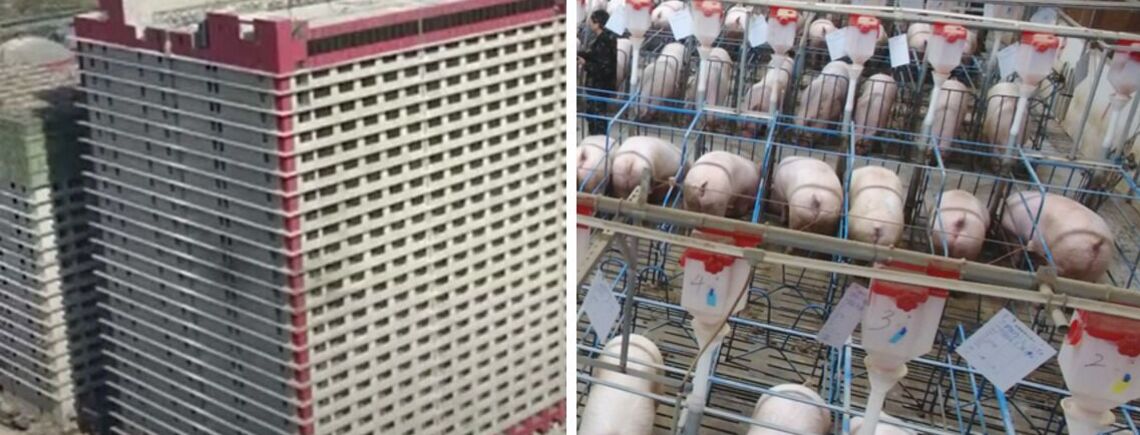 Хмарочос для свиней побудували в Китаї (фото)