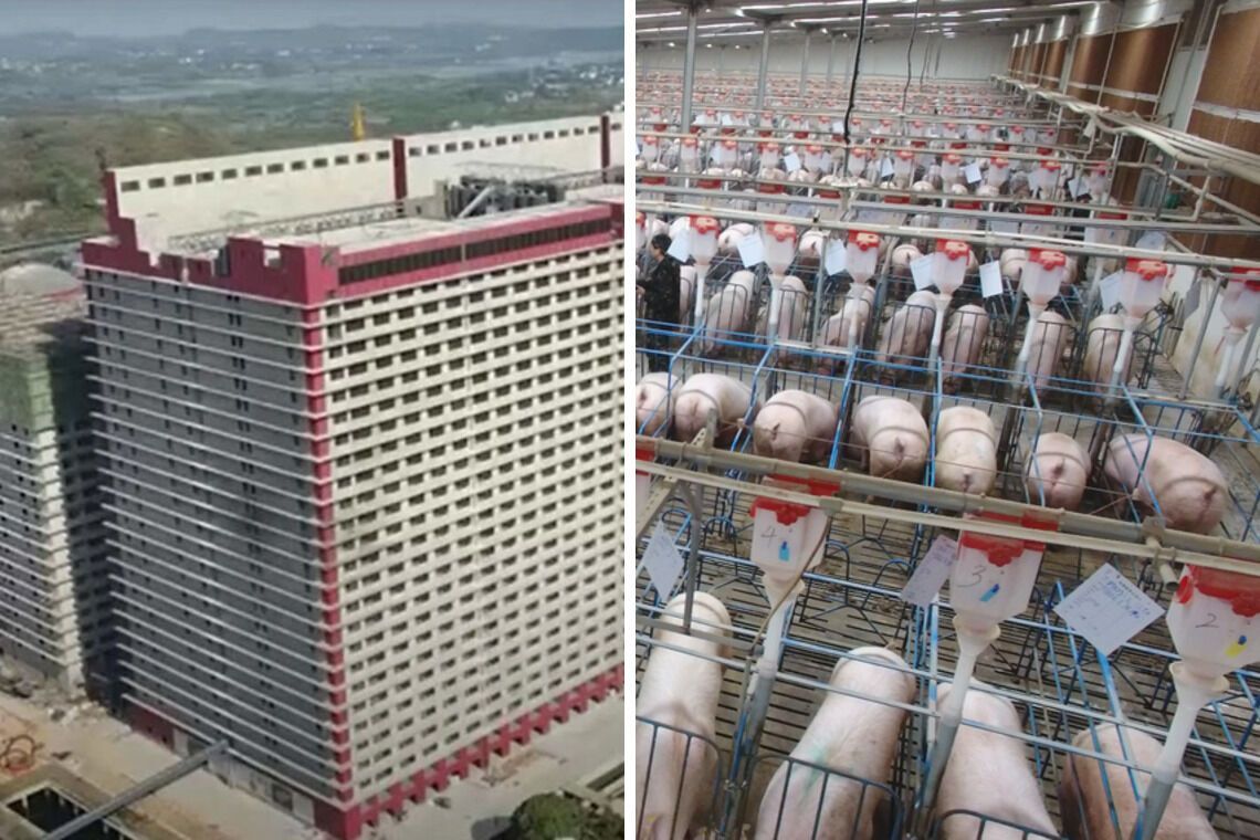 Небоскреб для свиней построили в Китае (фото)