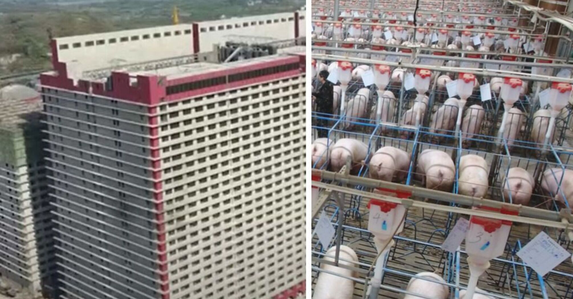 Небоскреб для свиней построили в Китае (фото)