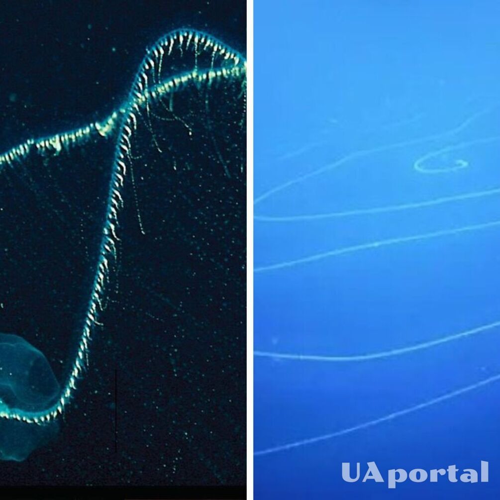 На морском дне у Австралии обнаружили уникальное 45-метровое существо со щупальцами (фото)
