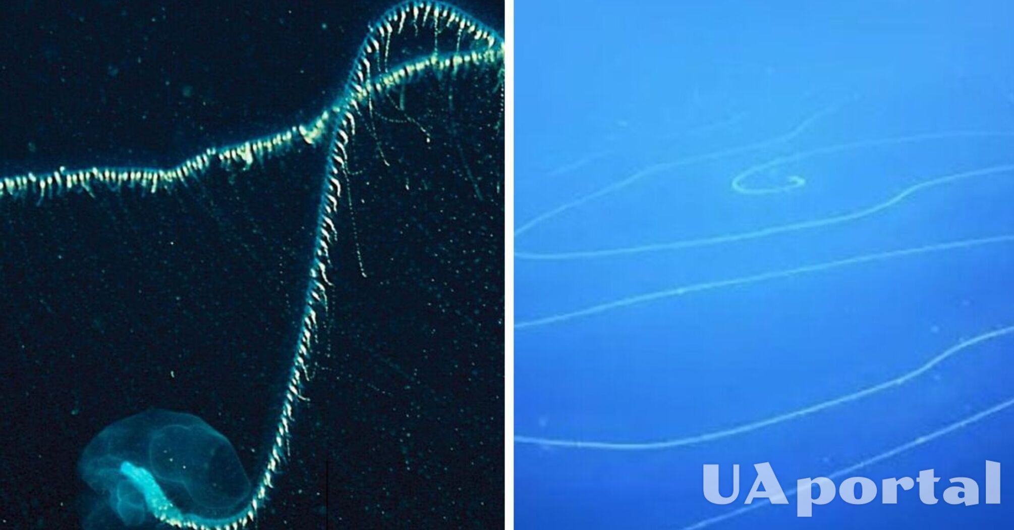 На морском дне у Австралии обнаружили уникальное 45-метровое существо со щупальцами (фото)