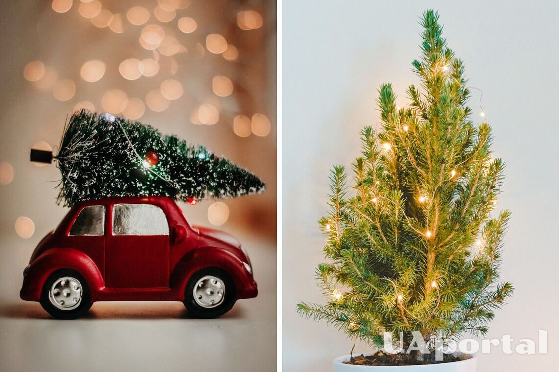 Живая елка или искусственная: что экологичнее и какие есть альтернативы