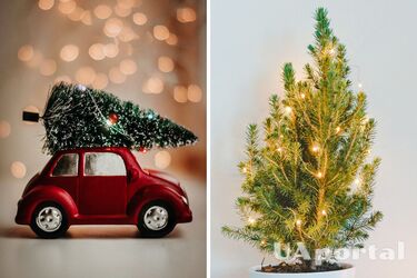 Жива ялинка чи штучна: що екологічніше та які є альтернативи