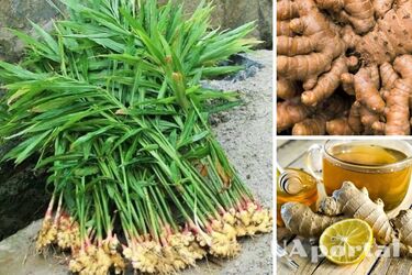 Як виростити імбир вдома - поради