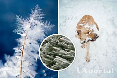 Погода на Новый год 2023 - погода 31 декабря в Киеве - прогноз погоды в Украине