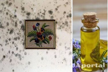 Як позбутися грибка й плісняви на стінах та стелі - два дешеві способи