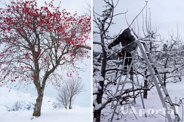 Як лікувати дерева в зимовий період - догляд за садом