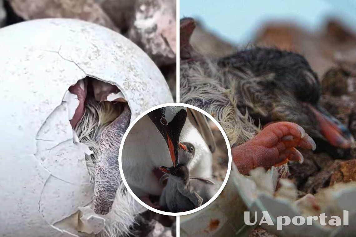Украинские полярники показали редкие кадры вылупления пингвиненка на станции Академик Вернадский