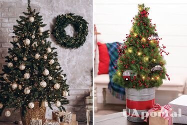 5 комнатных растений, которые заменят новогоднюю елку