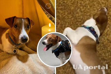 Пес Патрон показав свою версію танцю Венздей (відео)