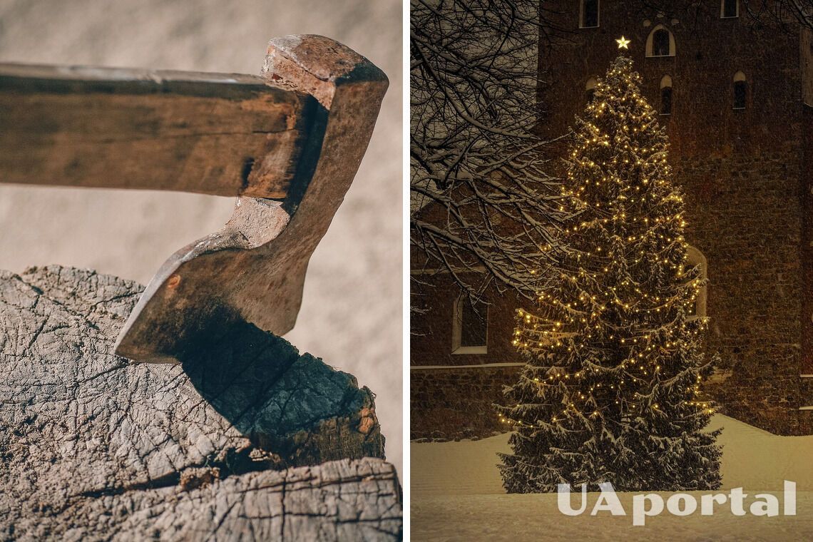 Украинцев предупредили о штрафах за незаконную вырубку елок