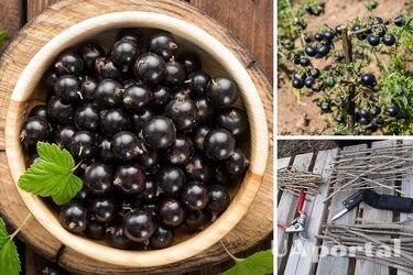 Как правильно размножить смородину с помощью черенков зимой