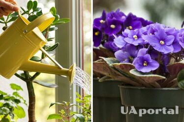 Основные правила ухода за комнатными фиалками зимой