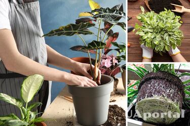 Пересадка комнатных цветов зимой