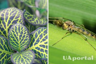 Знайдеться на кожній кухні: одна річ допоможе позбутися мошок на кімнатних рослинах