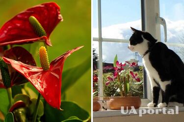 Антуріум (ліворуч) на підвіконні