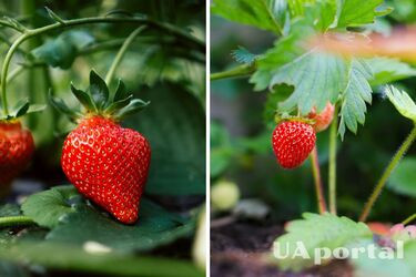Як виростити полуницю - поради для вирощування полуниці на вікні чи балконі