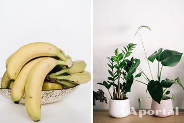 Чем удобрить вазоны – удобрение из банановых шкурок для вазонов