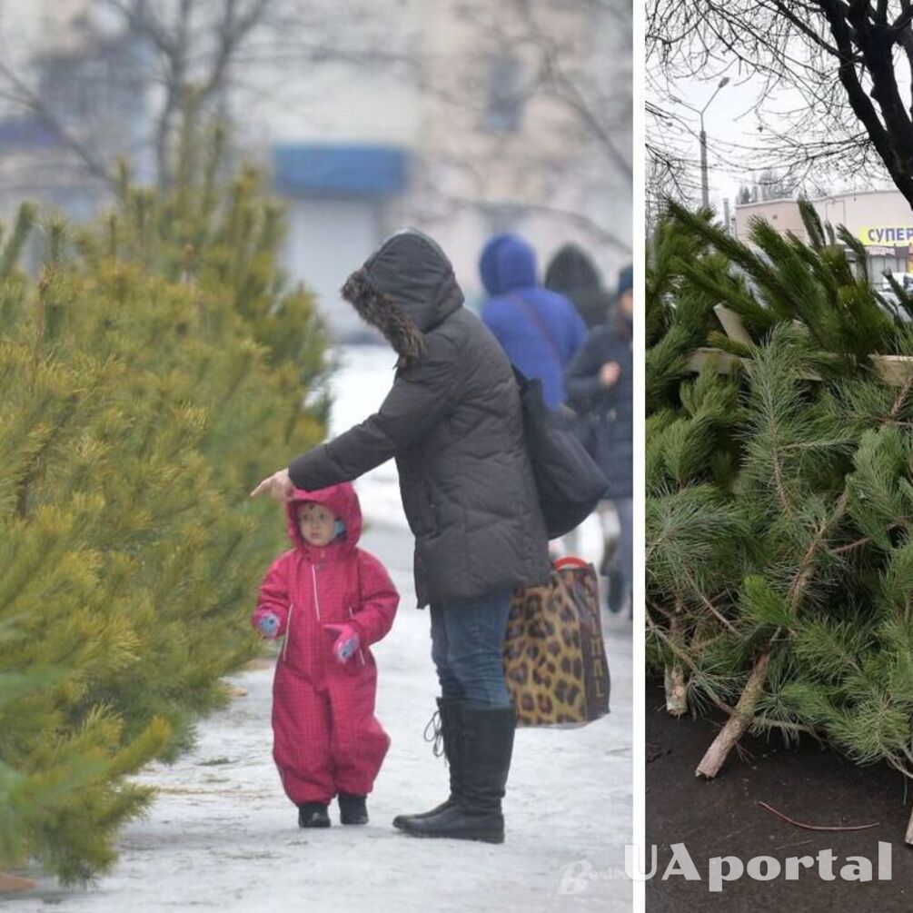 Стало відомо, коли в Києві розпочнуть продавати новорічні ялинки