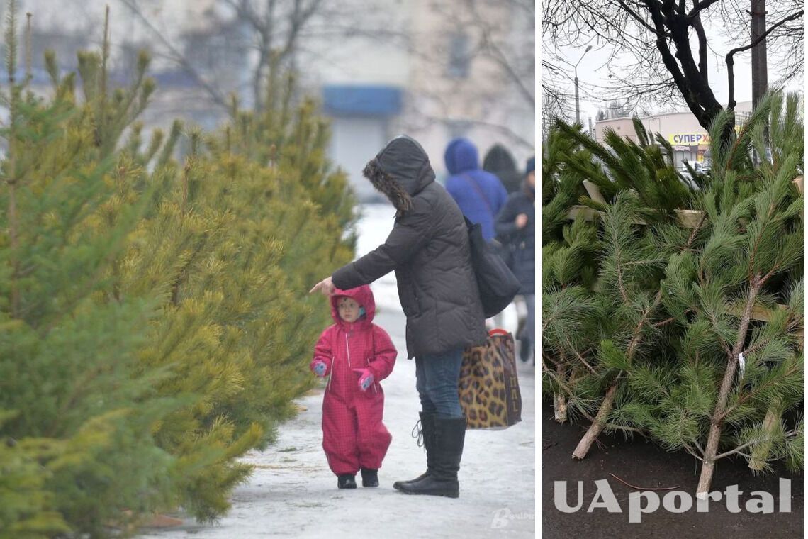 Новогодние елки в Киеве начнут продавать с 15 декабря