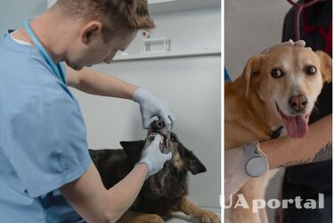 Переселенцям безплатно допоможуть з лікуванням домашніх тварин: які умови