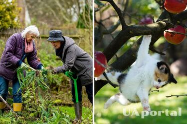 Как ухаживать за деревьями в саду