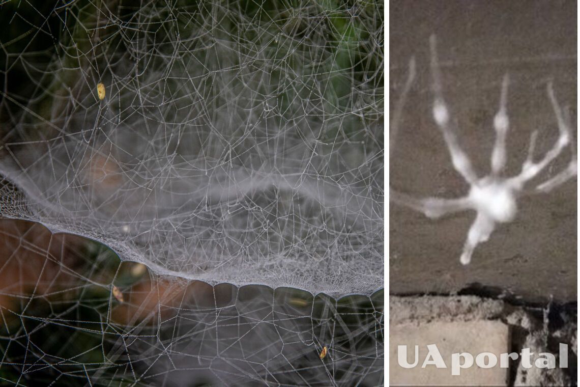 Украинка нашла огромных белых пауков-зомби в подвале (фото)