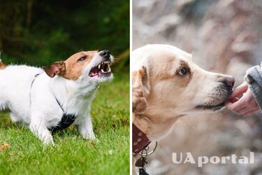 Почему собаки лают на некоторых людей, но не на всех