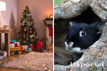 Як привабити гроші в дім на Новий рік 2023