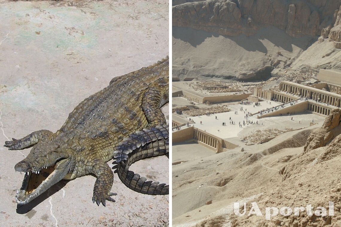 Храм Хатшепсут и крокодил