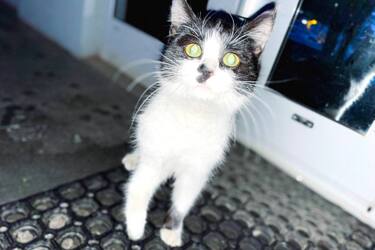 У Рівному хвора кицька прийшла за допомогою до поліцейських (фото)