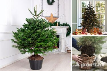 Як доглядати за ялинкою в горщику