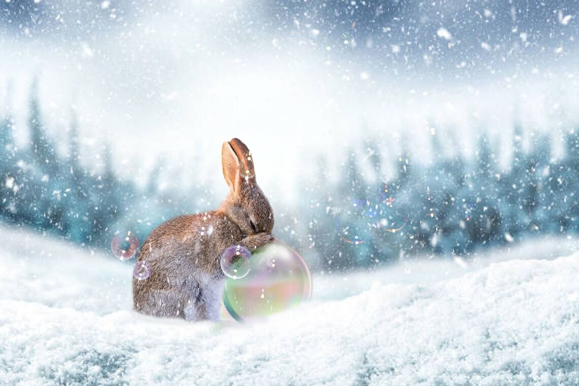 Кролик у снігу
