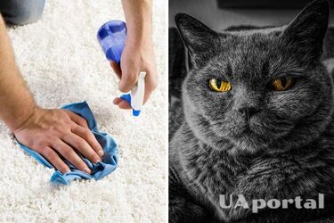 Уборка ковра и взгляд кота