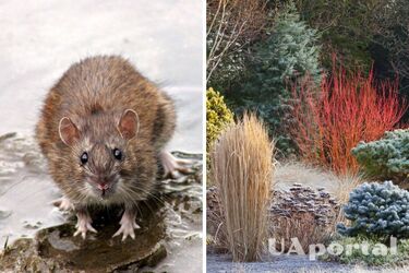 Как вытравить крыс - как избавиться от крыс возле дома