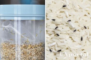 Як позбутись жучків та личинок у банках з крупою