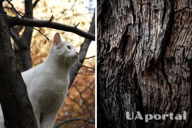Домашний рецепт полезной замазки для коры – как лечить деревья в саду