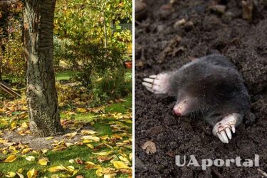 Как избавиться от кротов на даче - советы для сада и огорода