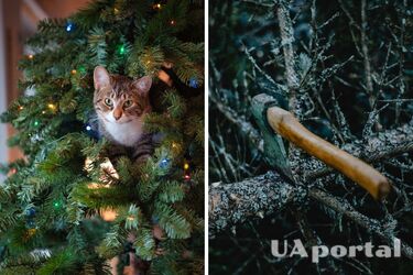 Штраф за срубленную елку – Новый год 2023 – украинцы могут получить новогодний штраф