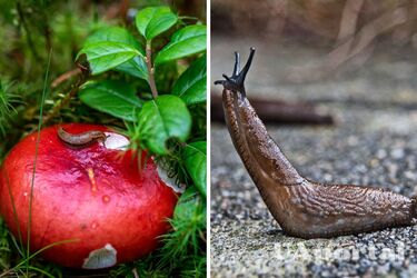 Как вывести улитки из дома - как избавиться от улиток на даче - простые и доступные трюки.