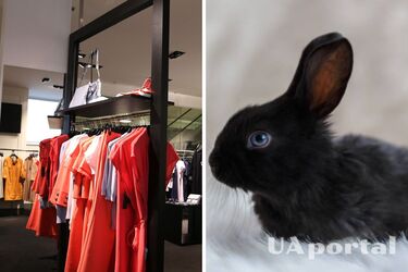 У чому зустрічати рік Чорного Водяного Кролика, аби привернути удачу