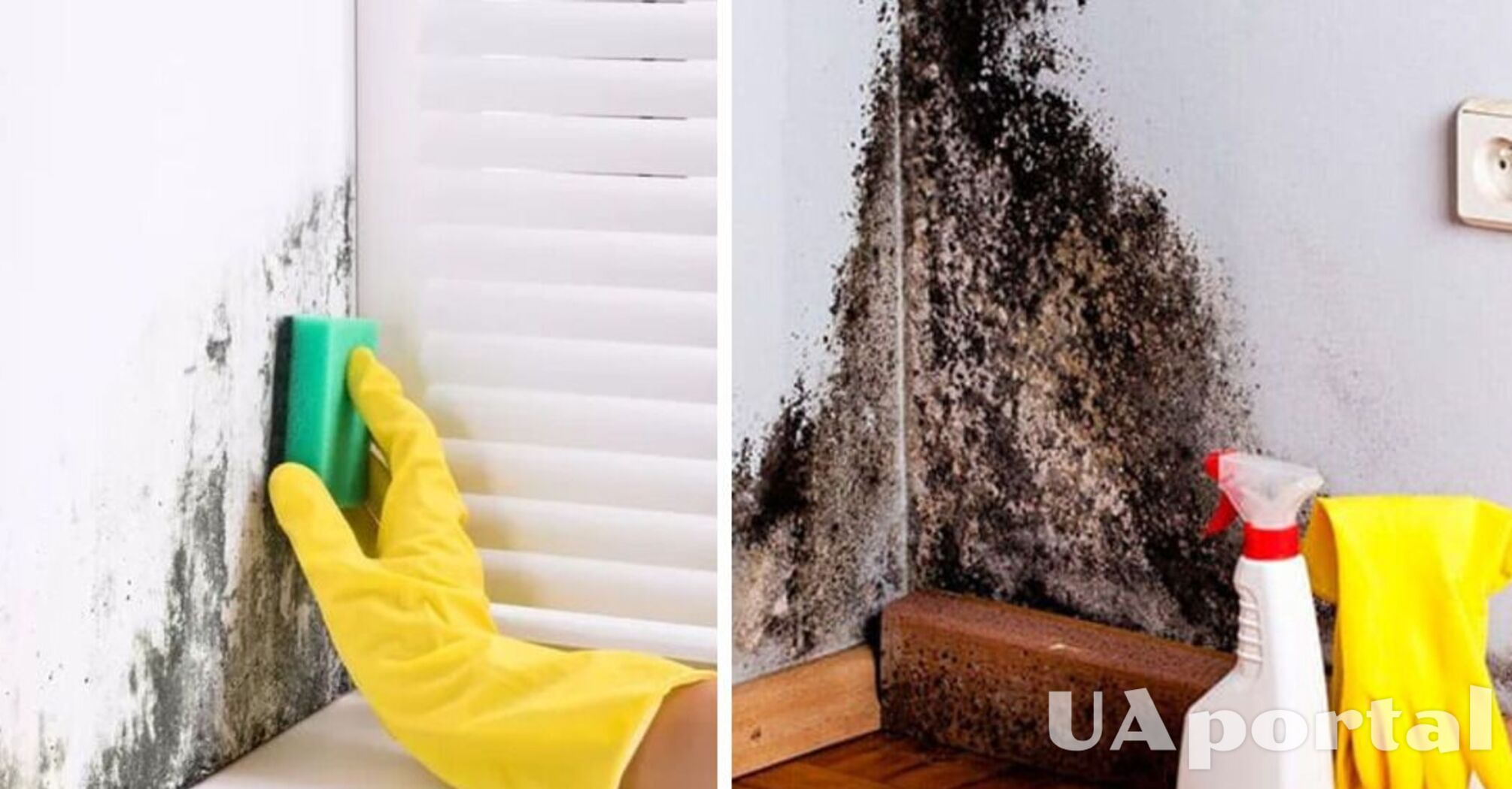 Як позбутись цвілі без хімікатів