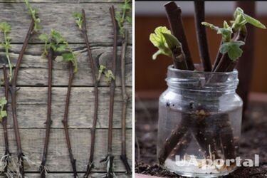 Как укоренить черенки. Огородники раскрыли восемь секретов укоренения черенков