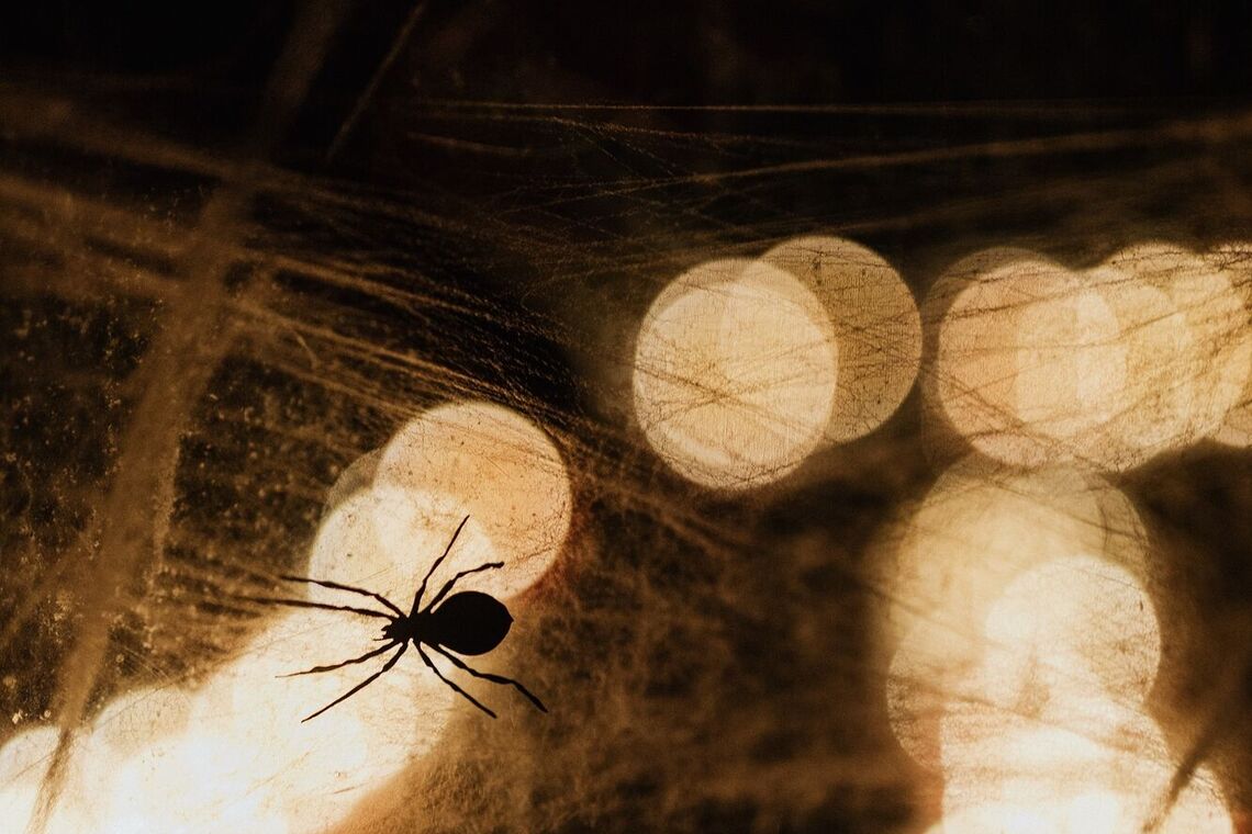 Як позбутися павуків у будинку: безпечні способи